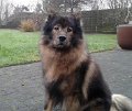 rudel (40)
